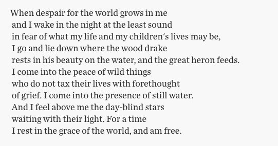 Happy Birthday, Wendell Berry!

His poem, \"The Peace of Wild Things\" is a favorite of mine. 