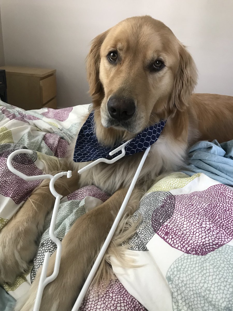 aboehm11's tweet photo. Tuck encountered a small problem when helping to put away laundry this morning...#mrtucker https://t.co/7ZvZTO2aEG
