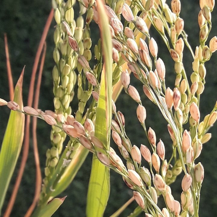 Congratulations Ecoyouth, Naifaru for the successful completion of the small scale rice cultivation experiment. MoFA appreciates the effort and would like to see further developments. Thanks to @jica_direct_en for the training and support privided.