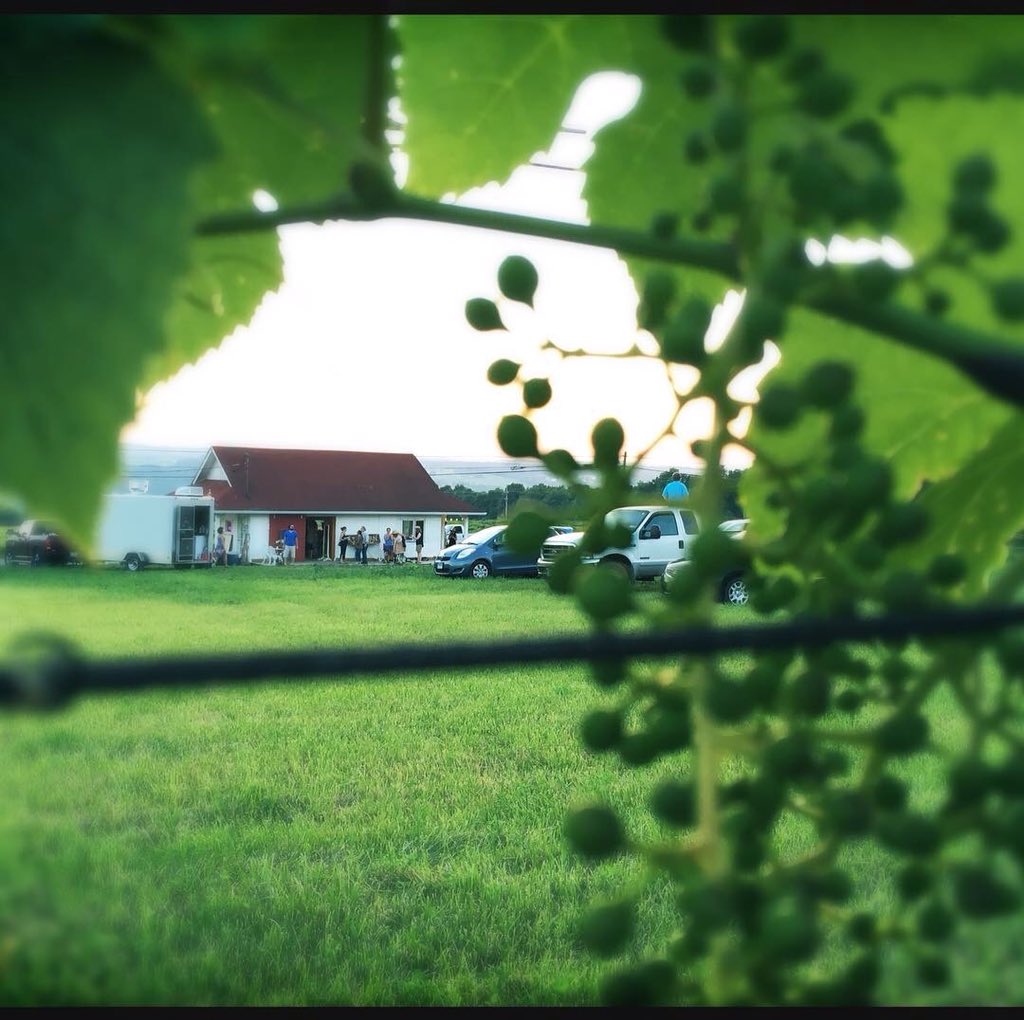 HectorHandmade's tweet photo. Watching the grapes grow @ #LillyFamilyFarm is getting us excited for fall! We're co-hosting an event w @Hectorwineco here sept9 w new art from #lisaBaechtle, an interactive craft tent, food&amp;drink, and live music. Unofficial #myFLXTBex welcome party! Come early #HectorHasitAll! https://t.co/5rrTpzCdut