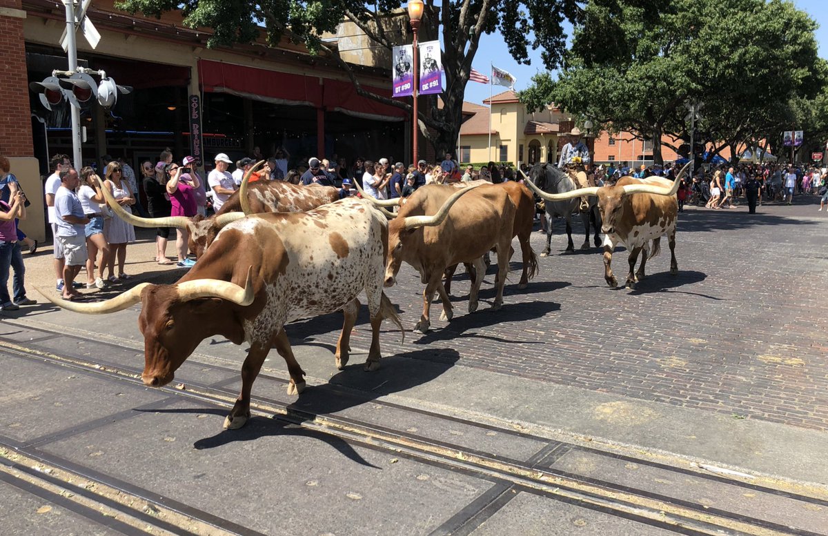 johnswart's tweet image. Fort Worth Stockyard longhorn cattle drive Sunday morning. #filemakerdevcon18 #filemakerdevcon2018 #filemakerdevcon
