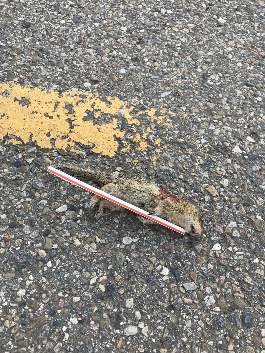 farmercaleb's tweet image. I’ll admit, I was having a hard time believing that having a straw with my drink in Alberta was destroying marine life in the Mediterranean.

Not anymore, I’ve seen first hand the devastation within our own ecosystem caused by plastic straws.

#ChangeNow #SayNoToStraws