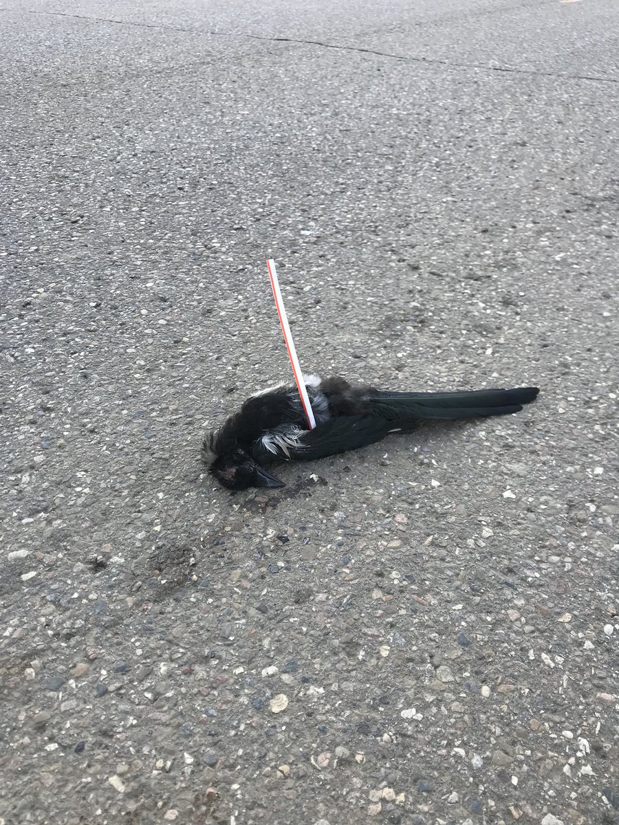 farmercaleb's tweet image. I’ll admit, I was having a hard time believing that having a straw with my drink in Alberta was destroying marine life in the Mediterranean.

Not anymore, I’ve seen first hand the devastation within our own ecosystem caused by plastic straws.

#ChangeNow #SayNoToStraws