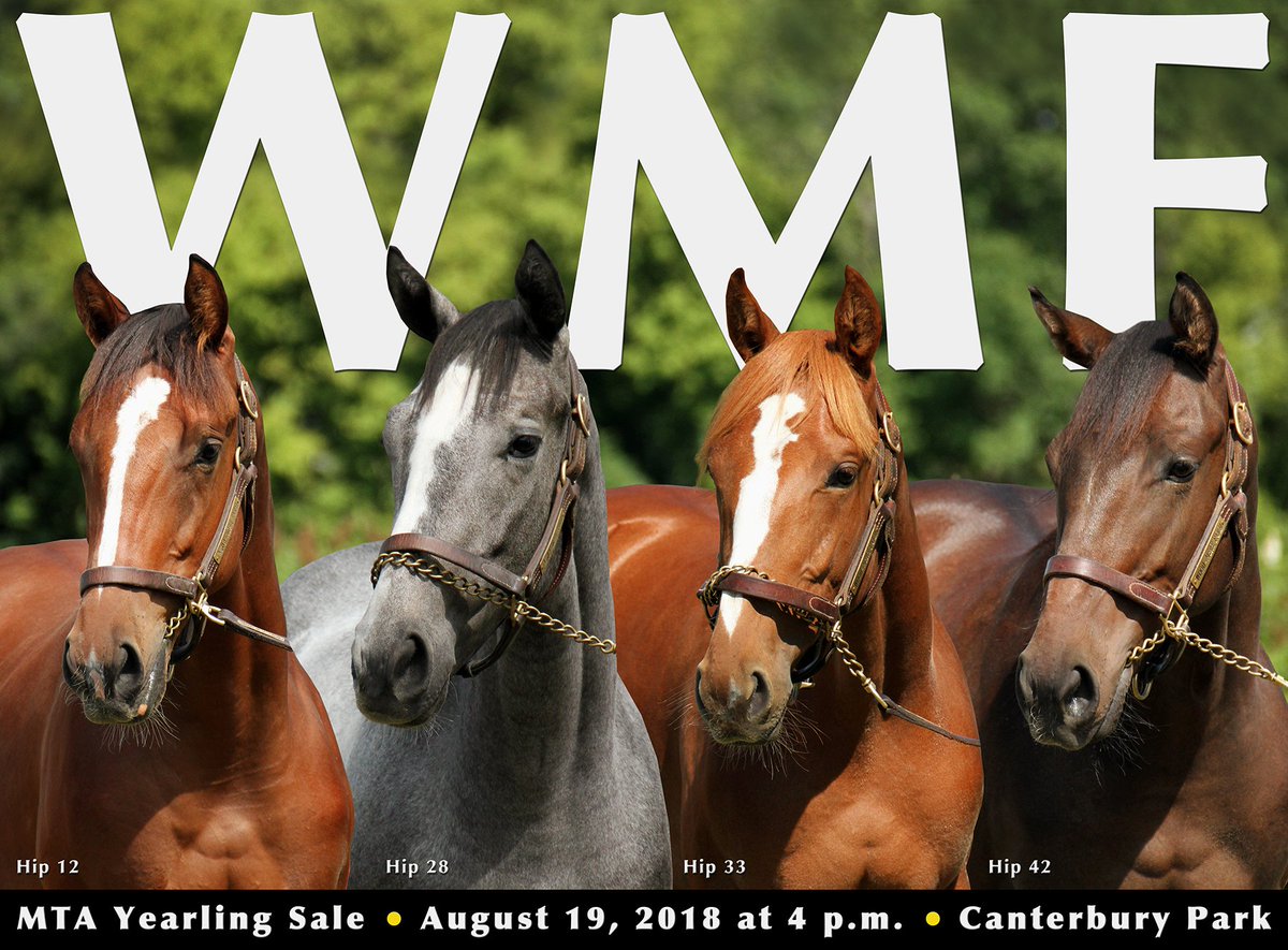 WoodMereFarm's tweet photo. Our MTA Sale consignment features #Hip12 (c. by @spendthriftfarm's Goldencents) #Hip28 (g. by @WinStarFarm's Revolutionary) #Hip33 (f. by @CalumetFarm's English Channel &amp; #Hip42 (f. by @coolmoreamerica's Fusaichi Pegasus). @CanterburyPark @minnesotabred - https://t.co/TsZulzuL70 https://t.co/mmzQZ0UFZ8
