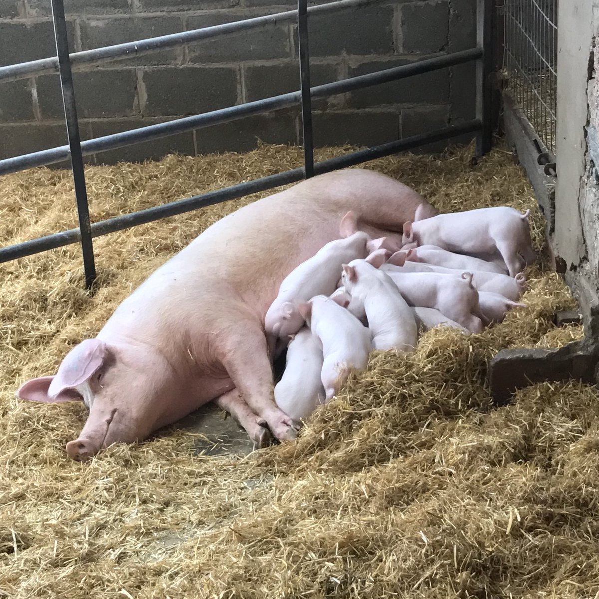 Dinner time for our little piglets 🐷 #piglets #dinnertime #mummypig #anglesey #animals