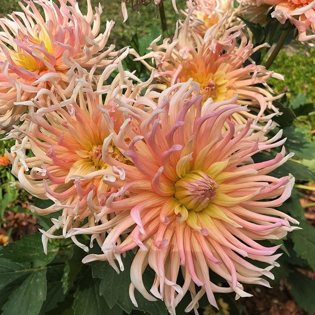 milly07's tweet photo. Sunday Flower. 💫
#sundayedition #sundayflowers #nature #love https://t.co/JIXwLpjMru https://t.co/NYdLQjY6Zl