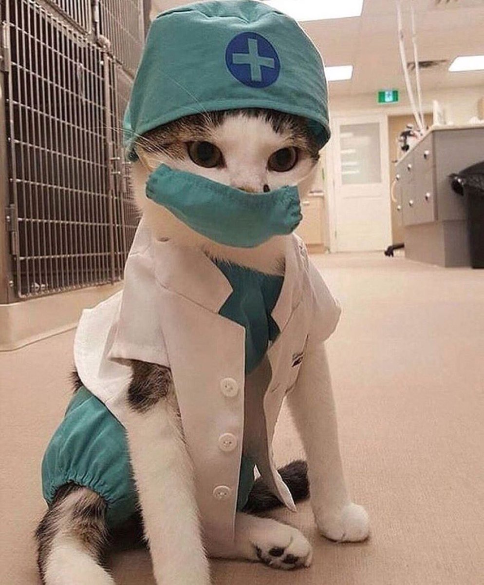 Кот врач