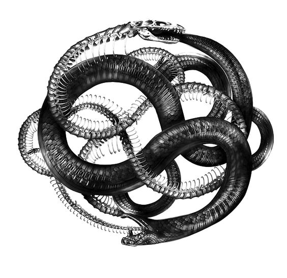 spirals in time the the secret life and curious afterlife of