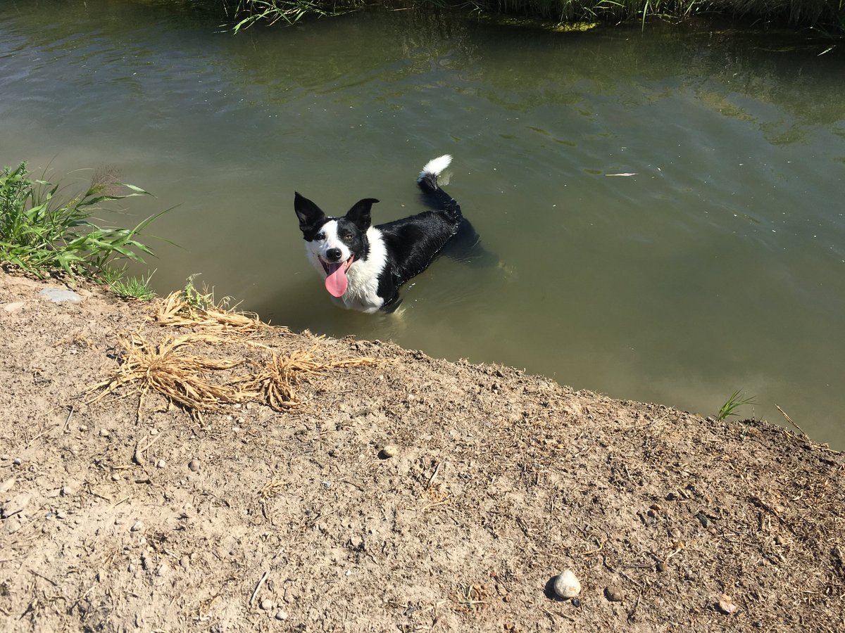 Klein enjoying a cool off after a great time working sheep. #happydoghappylife #bordercollie #workingsheepdog
