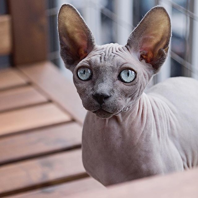 “Of all God’s creatures, there is only one that cannot be made slave of the lash. That one is the cat. If man could be crossed with the cat it would improve the man, but it would deteriorate the cat.”
#cat #catlover #pet #catlover #kittens ift.tt/2ncDCWj