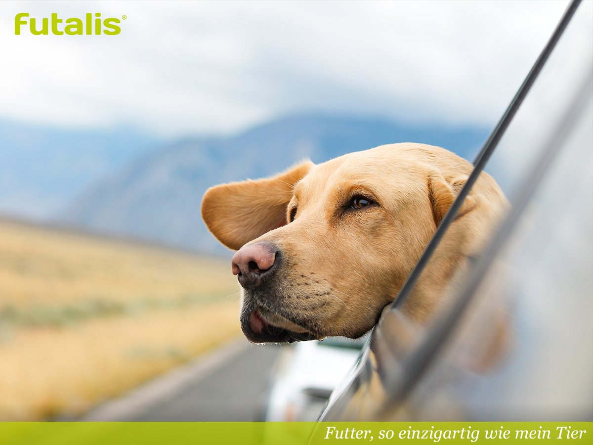 futalis's tweet photo. Für viele Hundebesitzer ist das Auto 🚗 eines der beliebtesten Reiseverkehrsmittel, gerade weil die Fahrt den individuellen Bedürfnissen des Hundes angepasst werden kann. Dafür gelten jedoch bestimmte lebenswichtige Grundregeln → https://t.co/WLi37pZnx6 https://t.co/APevW5rmVb