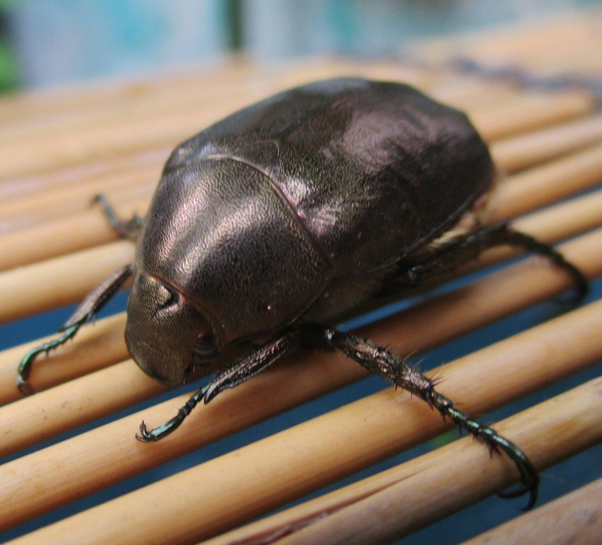 カツオ９号 春が来たよ בטוויטר 庭に遊びに来ていたコガネムシかなんかの子 よく見ると黒くて丸いかわいい眼をしている ひょっとしたら梅雨時にわが家の家庭菜園にゴロゴロ居た 幼虫たちの成長した姿かも コガネムシ ガーデニング