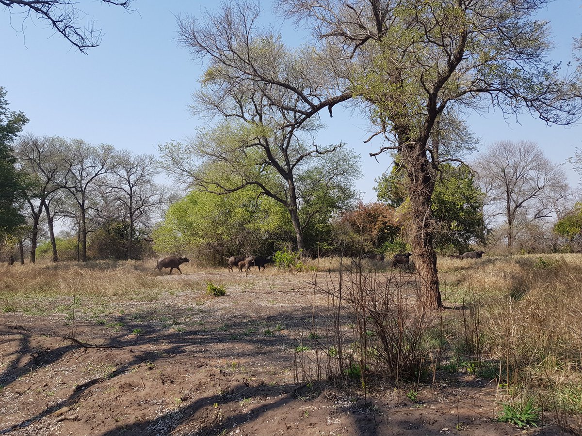 My first GPS station now up and running in southern Malawi. We even saw some water buffalo on the way to the site
