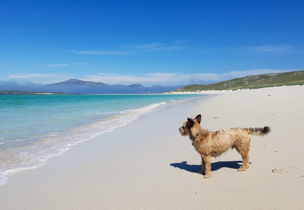 It's not just us humans that are in awe at the beauty of #LuskentyreBeach! 💙🐾  📷FB/Lauren Cushnie 📍 Isle of #Harris @OuterHebs #ScotlandIsNow