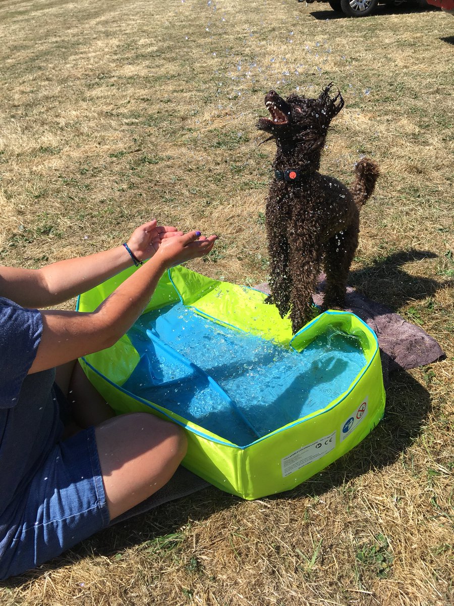 AmazingDogsUK tweet picture