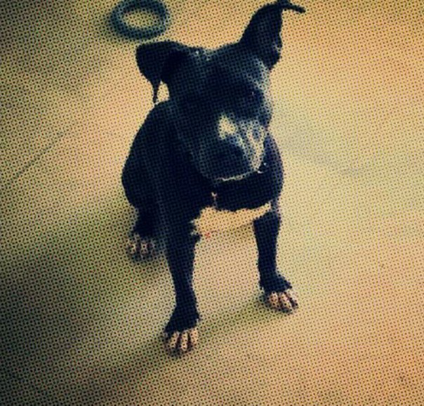 NoLennonNo's tweet image. #Dog #Puppy #FollowWoofWoof #NoLennonNo #ThrowTheBall 
#Follow #FollowBack #FollowForFollow #IFB #FFF #FollowMe #FollowYou #Follow4Follow #FollowHim #FollowHer #FollowAll #Like4Follow #Follow4Like