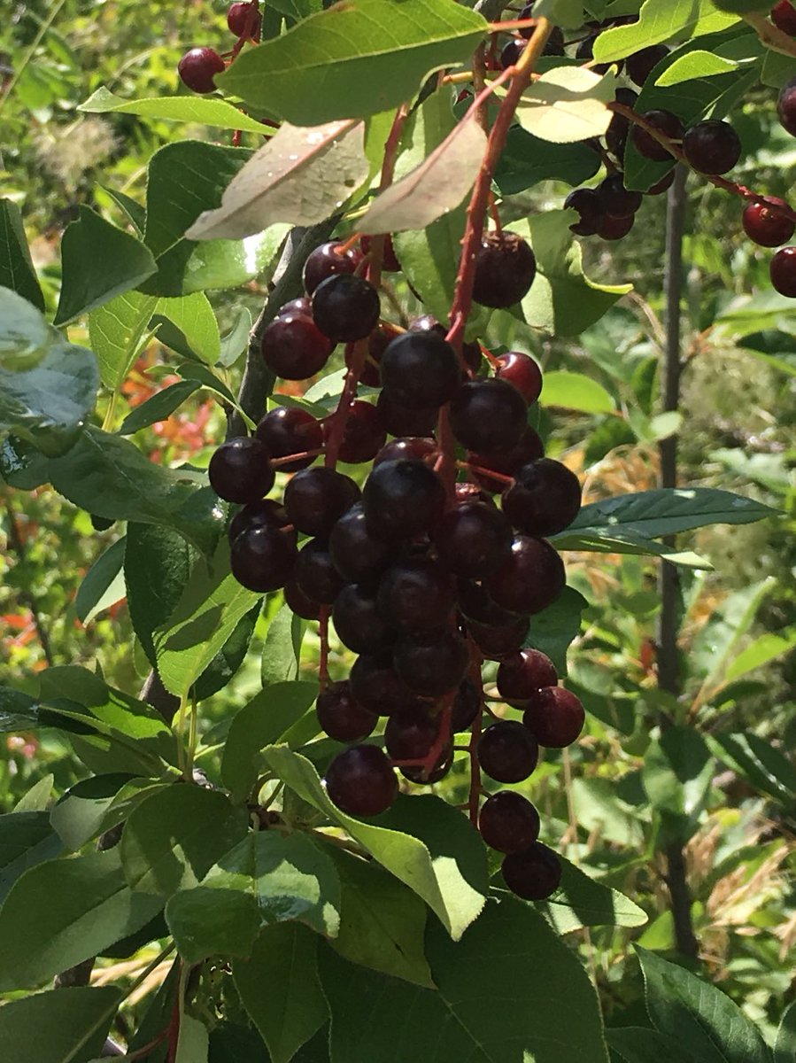 It’s a great year for chokecherries. Wild fruits provide essential fall calories for birds, bears, foxes &amp; coyotes. Don’t collect &amp; eat fruits <a href="/JeffcoOpenSpace/">Jeffco Parks & Open Space</a> parks. #bears need them more than you do. #LairOfTheBearPark