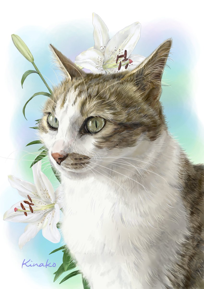 きなこ 猫の絵を描いています 先日のライ君 背景を2種類作ってみました 背景を変えると 雰囲気も変わりますね 猫絵 Cat Drawing 猫イラスト 猫画