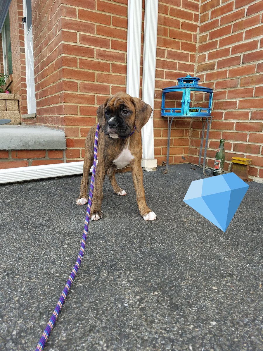 LucyFan4's tweet photo. Meet Diamond🐾💎🐾
She's the Newest Little Queen Bee👑 of our #Pack 💘 #BoxerMom #BoxerDogLife #BoxersOfTwitter #ILoveMyDogs @BoxerDogUnion @BoxersAreLove @BoxerBond @BoxersNation @BoxerFanClub @joub53 @jenfox84 @pastebbins @OrlowskiSarah https://t.co/5tqTArwqXZ