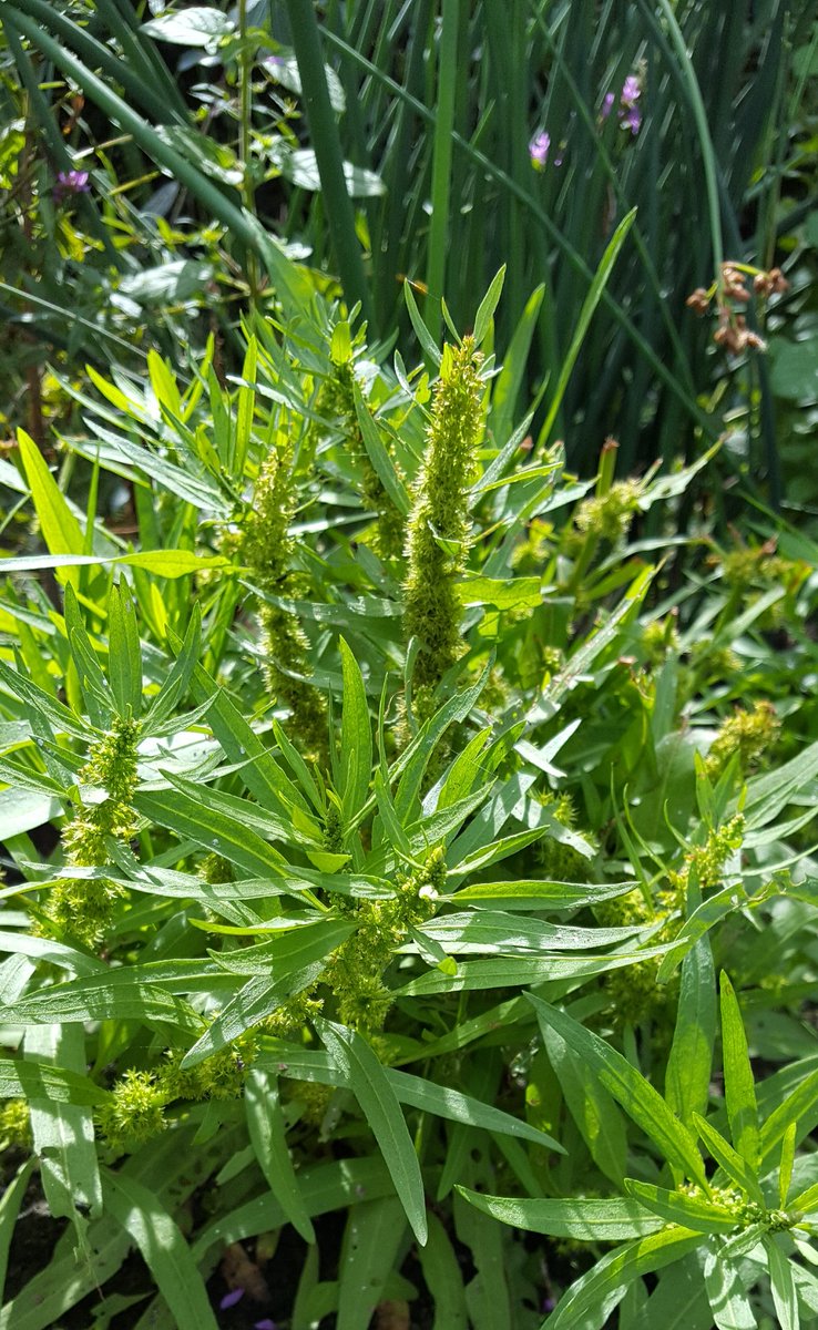 Ralphs_Ian's tweet photo. @BSBIbotany @wildflower_hour #wildflowerhour Bits and bobs from yesterday. Purple Loosestrife, Common Water-crowfoot, Flowering Rush andcGolden Dock. #CoombeHillMeadows #GloriousGlos #VC33 https://t.co/MXbK0auRUX