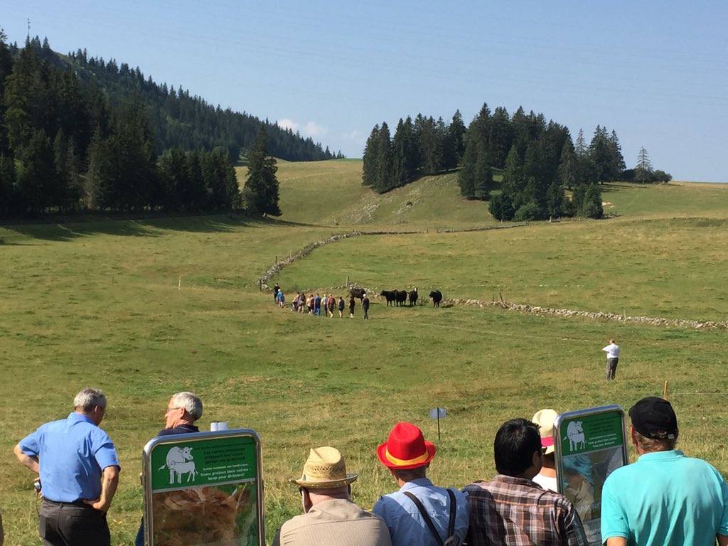 vmatthey's tweet photo. Une journée aux Gümmenen avec #neuchatelrando pour apprendre à traverser un pâturage avec des vaches allaitantes. Des conseils sur : https://t.co/VhYhVuJcyt #paysdeneuchatel @WandernSchweiz https://t.co/s8652L4Uwc
