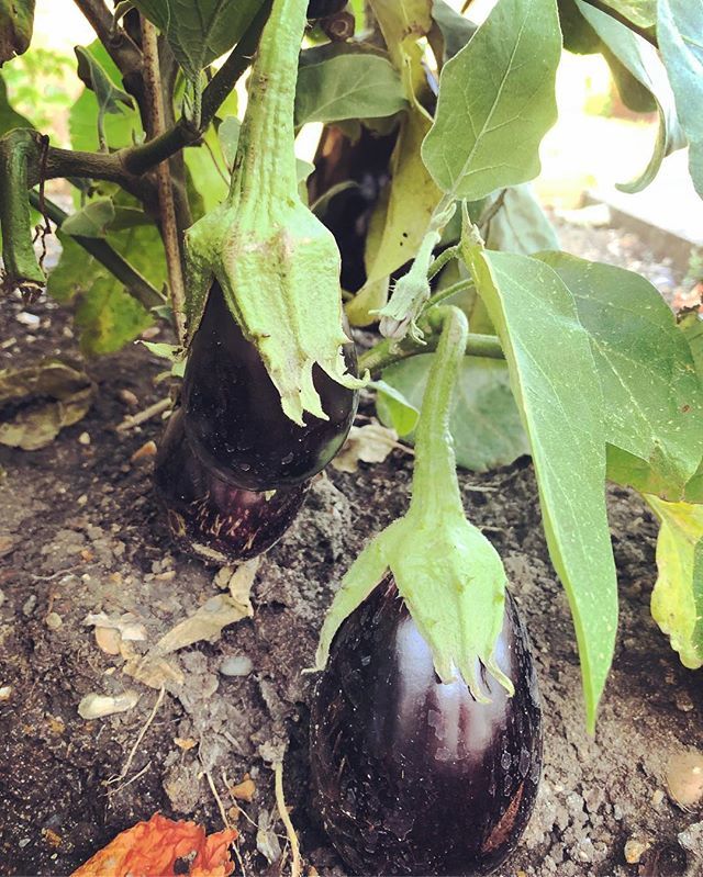cheunghj1's tweet photo. Who knew aubergine plants were so fruitful- #fruitsoflabour #highyieldreturns #80penceapopintheshop #shouldhavebeenanaubofarmer#homegrown #aubergine🍆 https://t.co/3Eo9qGngHb https://t.co/uS96KmIANm