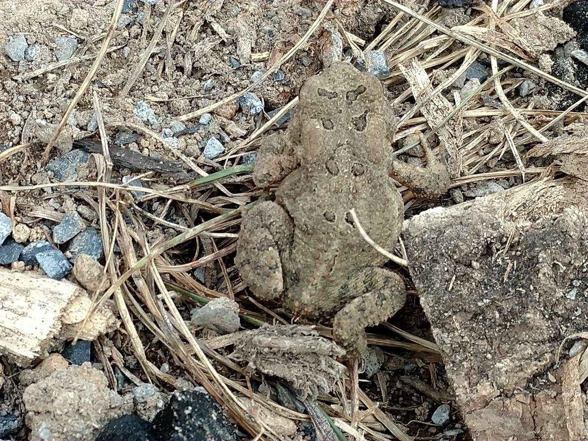 2WintersWoods's tweet image. Fortunately this guy moved just before I would have stepped on him.  #goodtobealive