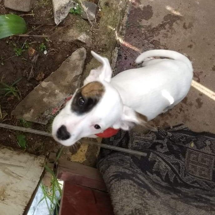 AnimalParaiso's tweet photo. Se busca a su familia, cachorra encontrada en el Puente Cancha frente al Sporting de #Viña (portaba la pañoleta de la foto). Contacto y más información al teléfono 996339814. https://t.co/oQSeRt9hG5