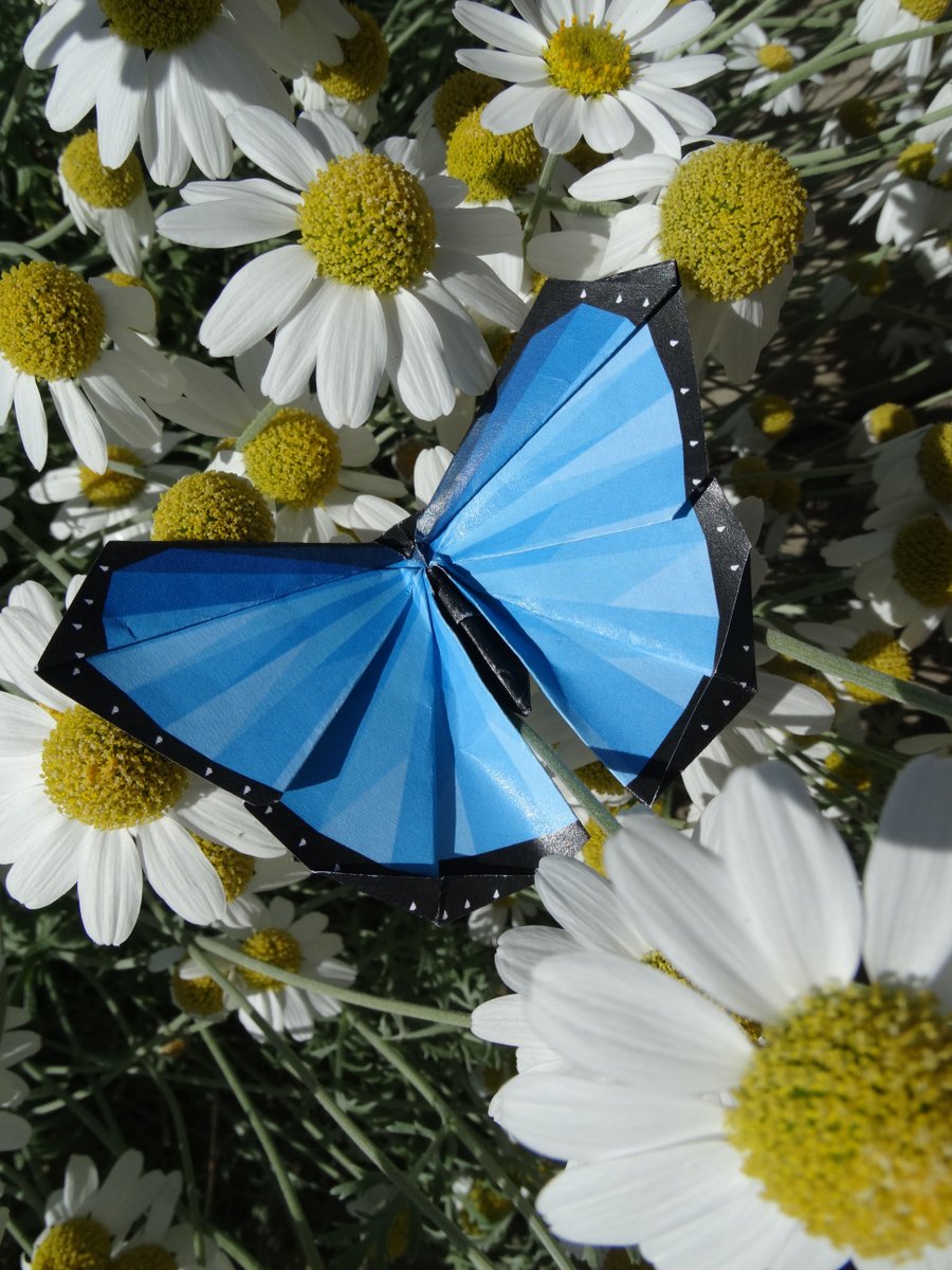 Some morpho butterflies can have wingspans up to 20cm! Want to fold your own? Follow us for updates on our kickstarter, launching 1st of September! #butterfly #Butterflies #Kickstarter #origami #art #craft #papercarft #nature #naturelovers #Recycled #conservation #wildlifeart