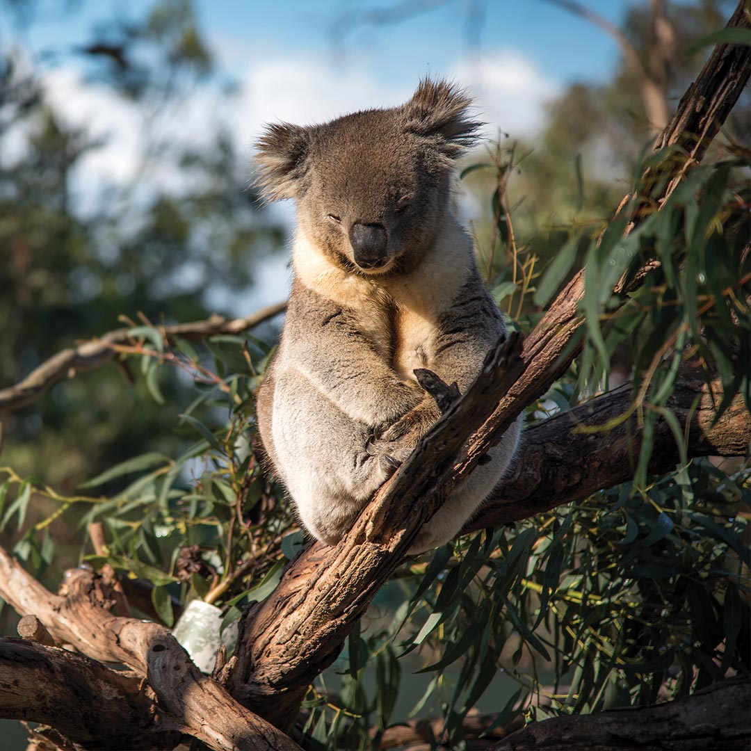 CelebrityCruise's tweet photo. Discover the destination of your dreams in the land down under. #AroundTheWorldWithCelebrity​
​
Embark on your adventure to #Australia: https://t.co/eZv1Df1yxo https://t.co/ohM3BymGRn