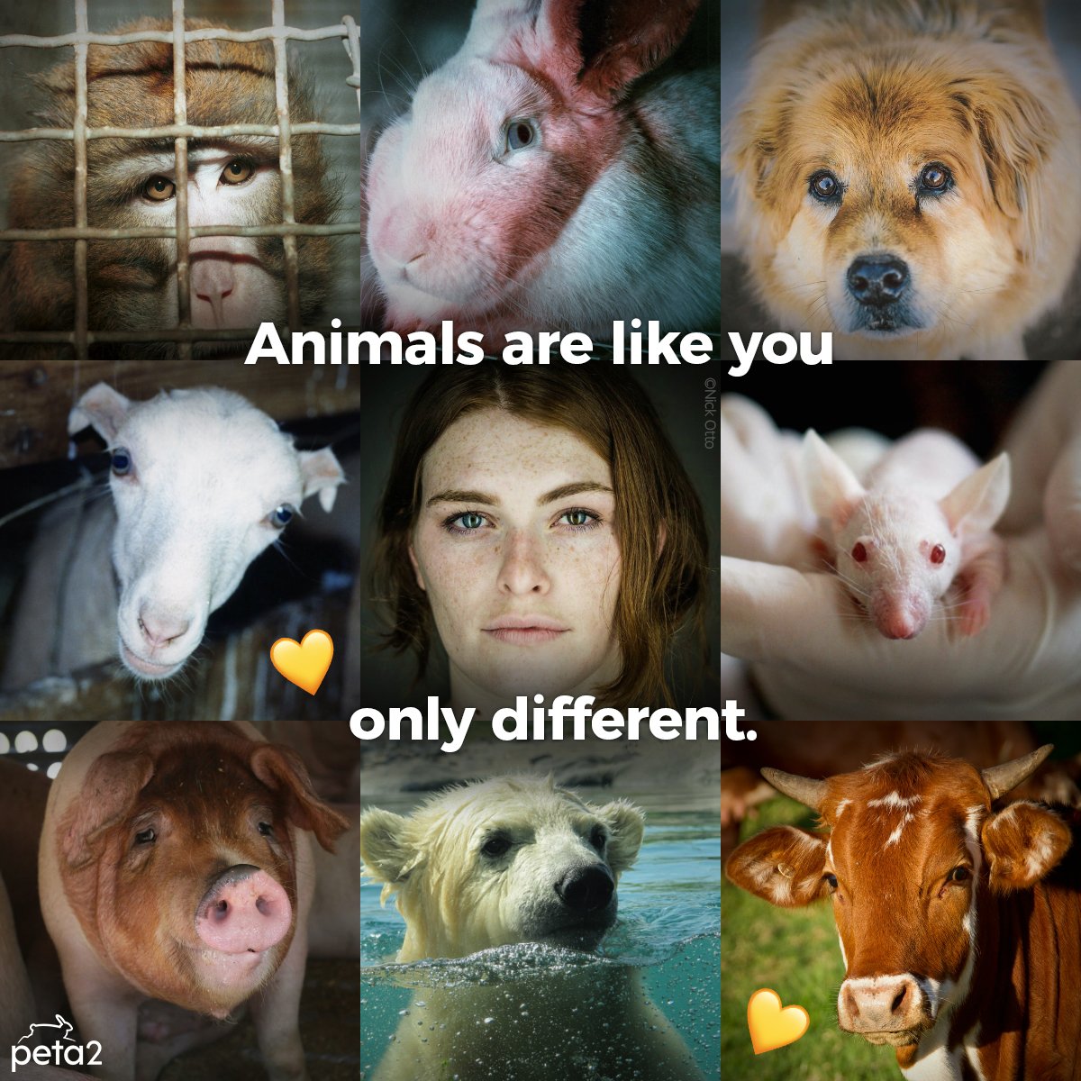 PETAShares's tweet photo. Just like humans, animals love & nurture their young, get frustrated from a lack of mental stimulation, & want to live free from harm 😔
Learn how to help animals who are #LikeYouOnlyDifferent this summer: https://t.co/Y8XJ7Lozut https://t.co/TAUBdJZeWI
