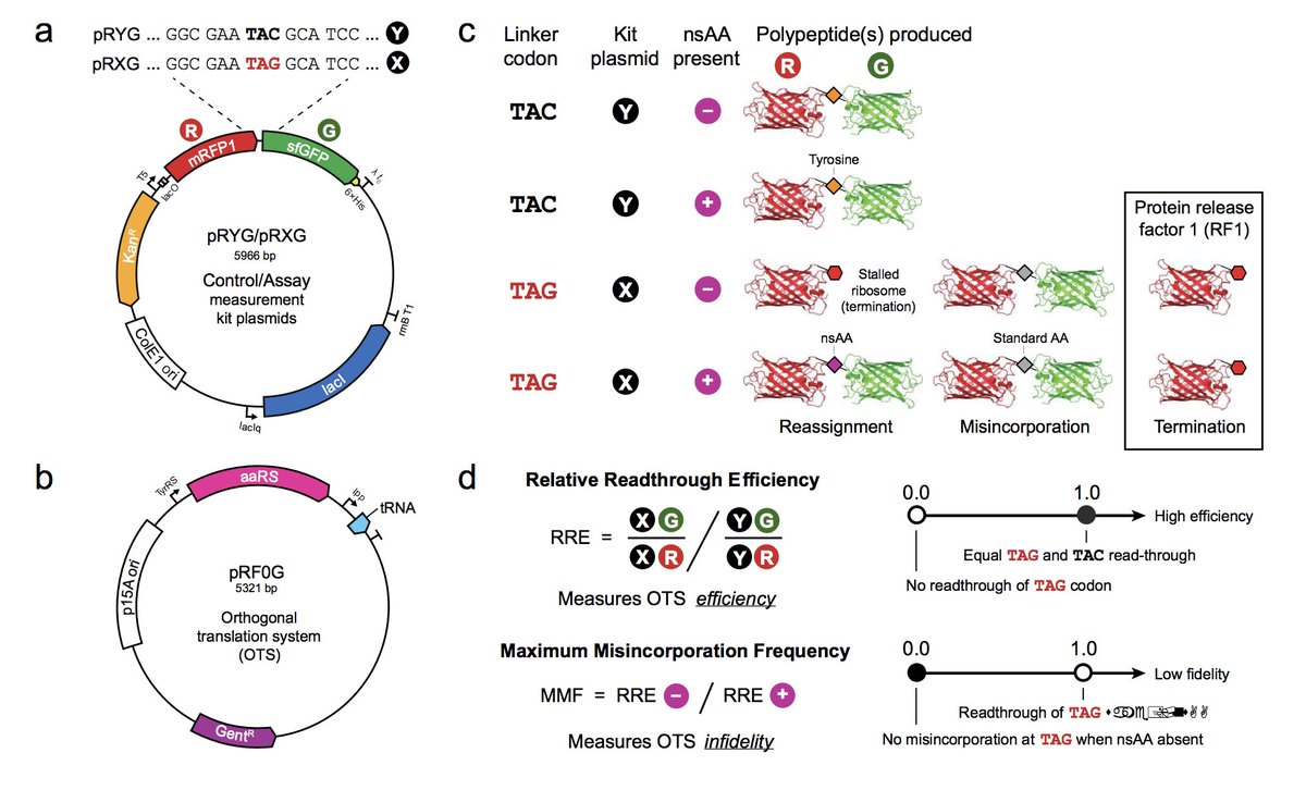 Addgene's tweet image. New plasmids from @barricklab. 
Rapid and inexpensive evaluation of nonstandard amino acid incorporation in Escherichia coli, published in @ACSSynBio.
#geneticcodeexpansion #synbio
hubs.ly/H0ddHgR0
