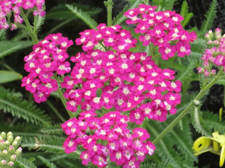 ノコギリソウ Twitter Search Twitter