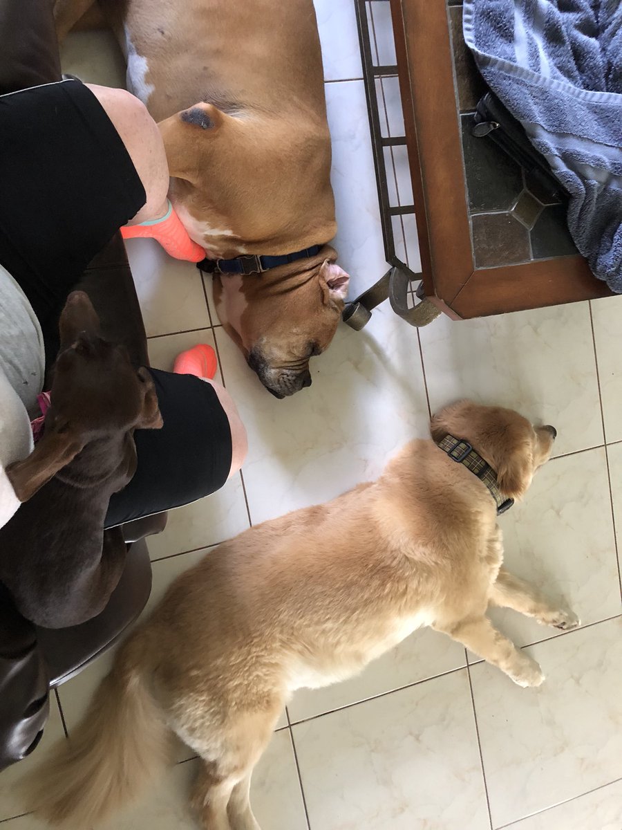 Sir Magnus (@doublespets) on Twitter photo Some days are harder than others to motivate! #DogLover #dogsofinstagram #DogsofTwittter #lapdog #dogsitter <a href="/brenthealy/">Brent Healy</a> @cmonemo13 <a href="/barkbox/">BarkBox</a> <a href="/D0GSAREFAMILY/">Dogs are Family🐶</a> <a href="/WeLoveDogsUSA/">We Love Dogs, USA</a> Some days are harder than others to motivate! #DogLover #dogsofinstagram #DogsofTwittter #lapdog #dogsitter <a href="/brenthealy/">Brent Healy</a> @cmonemo13 <a href="/barkbox/">BarkBox</a> <a href="/D0GSAREFAMILY/">Dogs are Family🐶</a> <a href="/WeLoveDogsUSA/">We Love Dogs, USA</a>