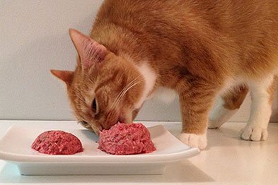 FNES's tweet photo. Making your own raw cat food is easy! Your kitty will thank you for it! https://t.co/QTx1TykTMB #cat #felinenutrition https://t.co/Vvi68r0G9f