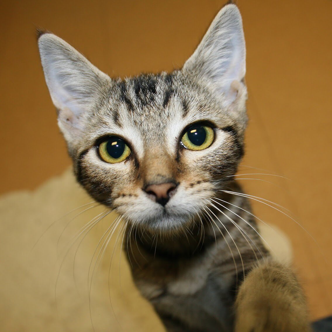 SCCAdoptionCtr's tweet photo. I’m Pixie, a curious 3-month-old #domesticshorthair #kitten. My favorite #summer food is #watermelon. It’s sweet, cool, and refreshing— perfect for a hot summer day! Call or visit for more information about how to #adoptme— I’m one in a MELON! 🍉 #fruitsalad #adoptdontshop https://t.co/2qAAwodYth
