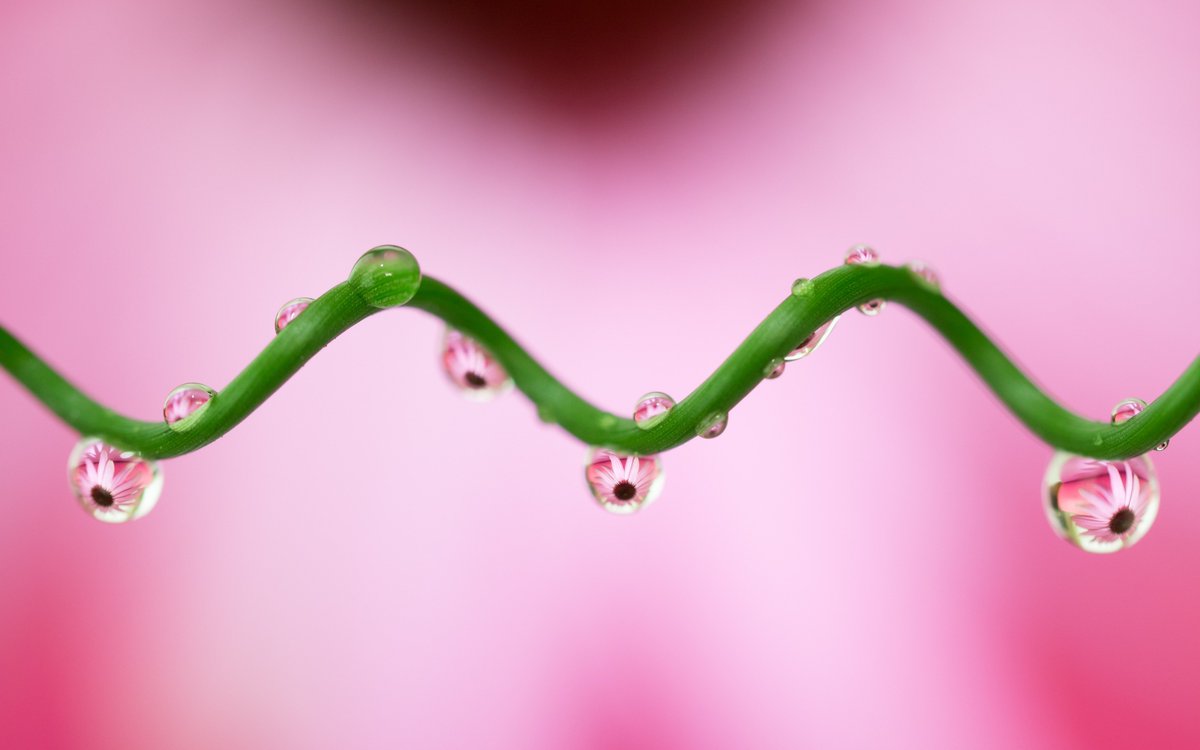 GeoKs's tweet photo. First attempt at water droplet refraction #macro photography, inspired by an online course from @donkom and @ON1photo. 📷🌼Raided our mini-maker space and backyard for my set up. 😄#practicerequired #lifelonglearning https://t.co/nAgcxsMJhT