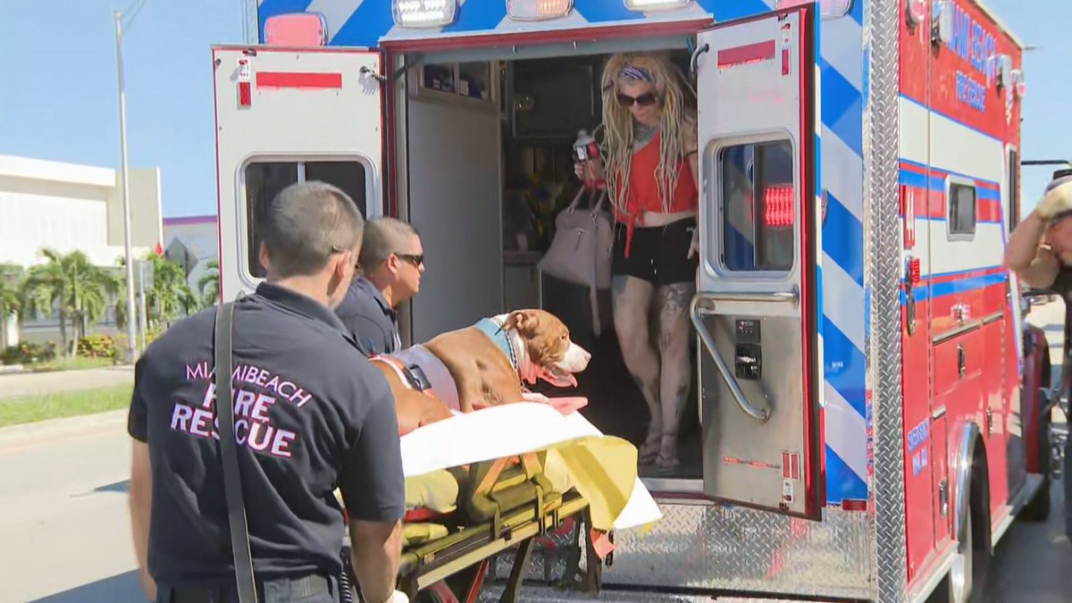 #BREAKING: Dog shot in Miami Beach, police say bit.ly/2LRY7pP https://t.co/PWunetkY8G