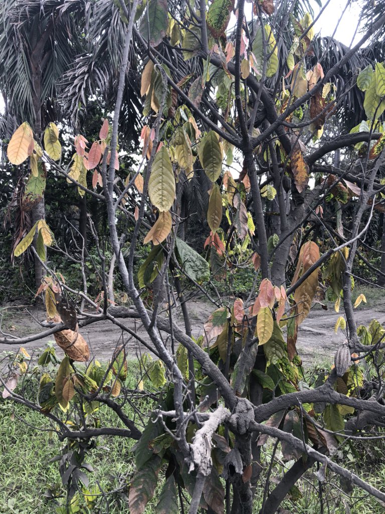 emily1ash's tweet photo. Acid damage on Cacao #Ambae #Vanuatu #Volcano https://t.co/9rJOqkSLhv