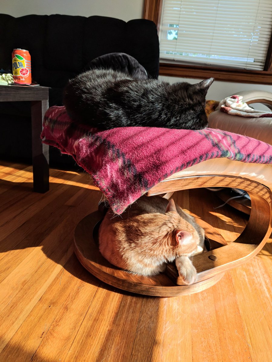 GundamCat13's tweet photo. Lazy Sunday afternoon double decker kittens πΈ #TexCat #GriffCat https://t.co/eLywZMqH5z
