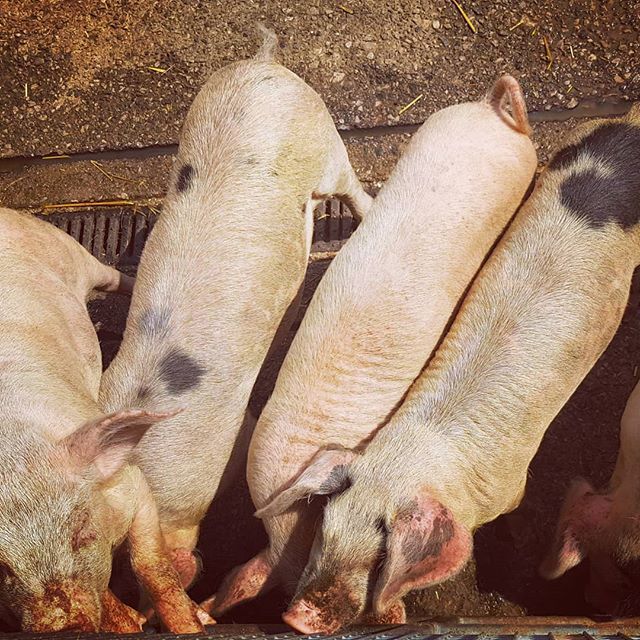 whatktwrotenext's tweet photo. I had no clue where today's prompt would take me but these hungry piglets in a #crush at the farm today provided some inspiration #augustbreak2018 https://t.co/VBbXSr1NhT https://t.co/irAkDSn4BA