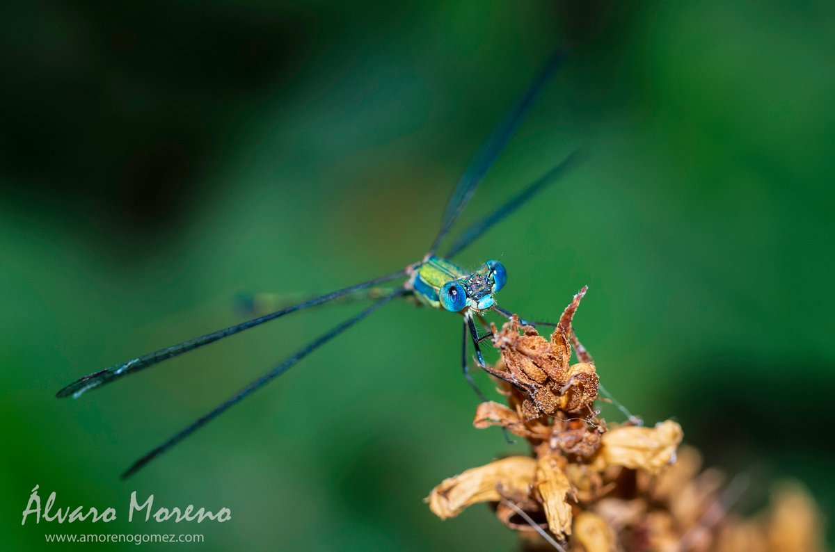 amorenogomez's tweet photo. Preparing the flight.
#macro #naturephotography #nature #madrid #macro #macrophotography esolympus #olympus #insect #zuiko60mm #photo #photography #photonature #photoshoot #photooftheday
https://t.co/vyW5GXJEyp https://t.co/Wwvq0Oc43l