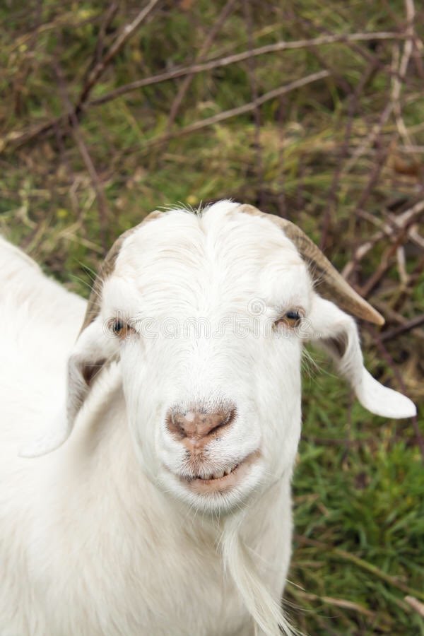 sebsratt's tweet image. #gomezlandsquad quando arianna mi fa i complimenti