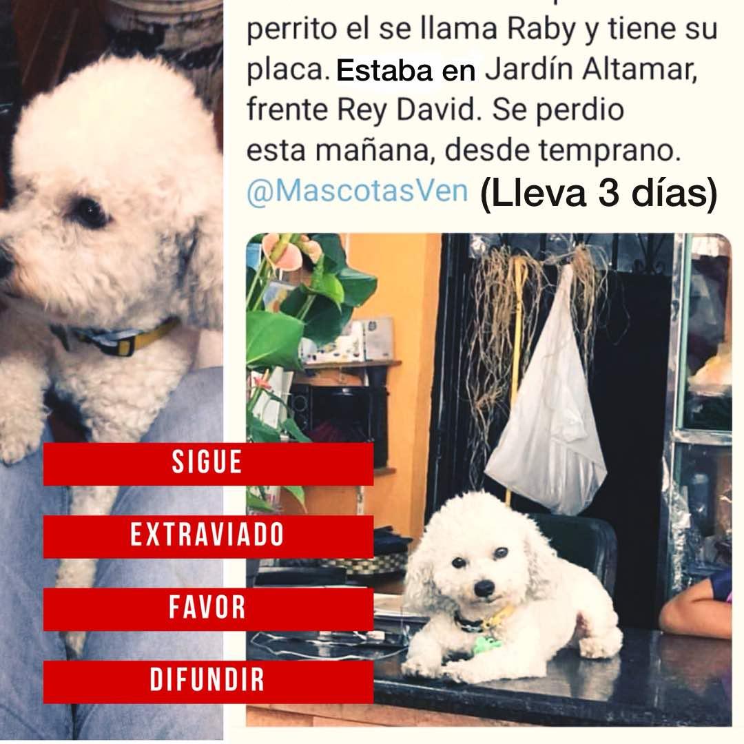 SalvandoPatitas's tweet image. SE BUSCA..