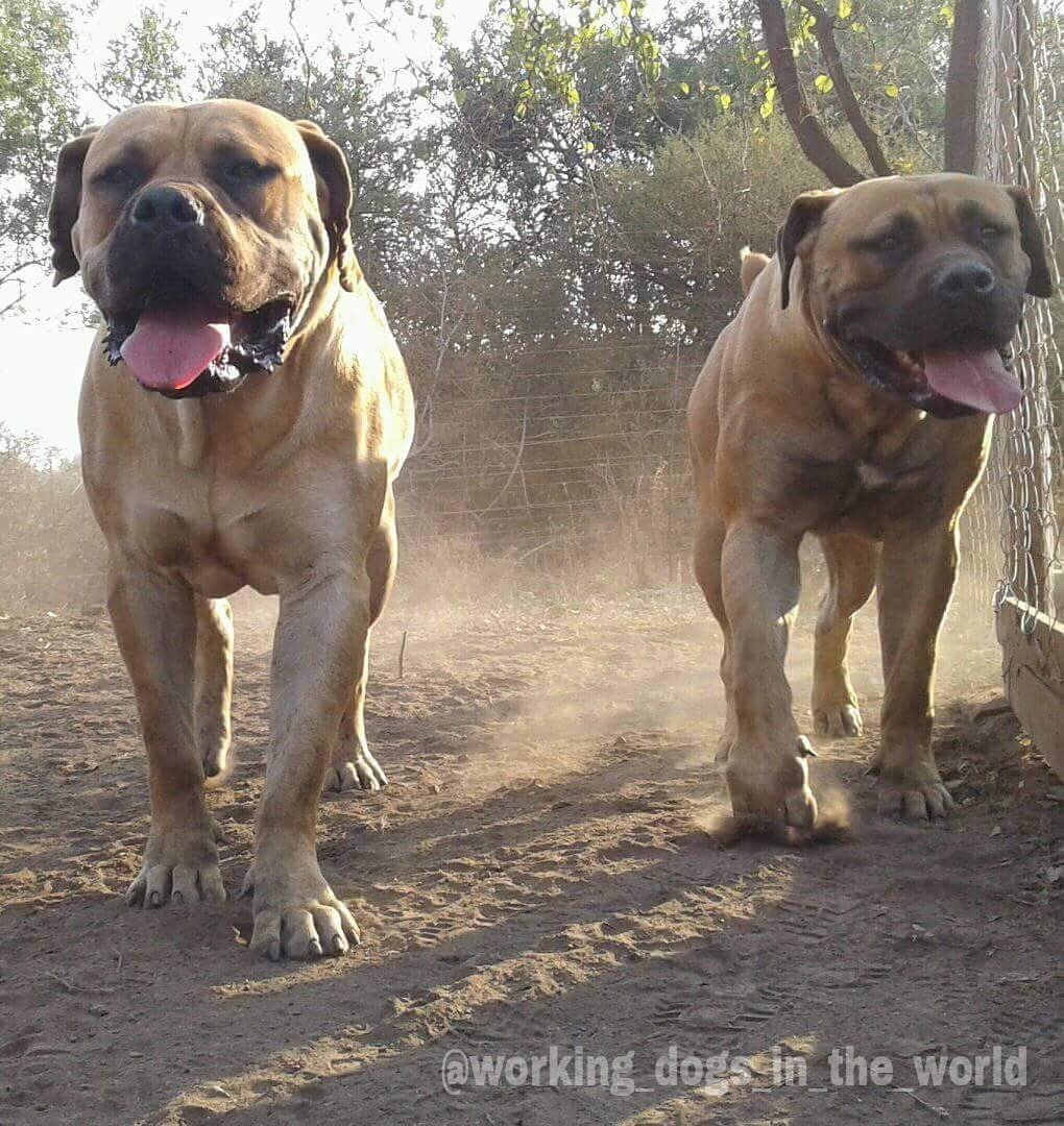 thor boerboel