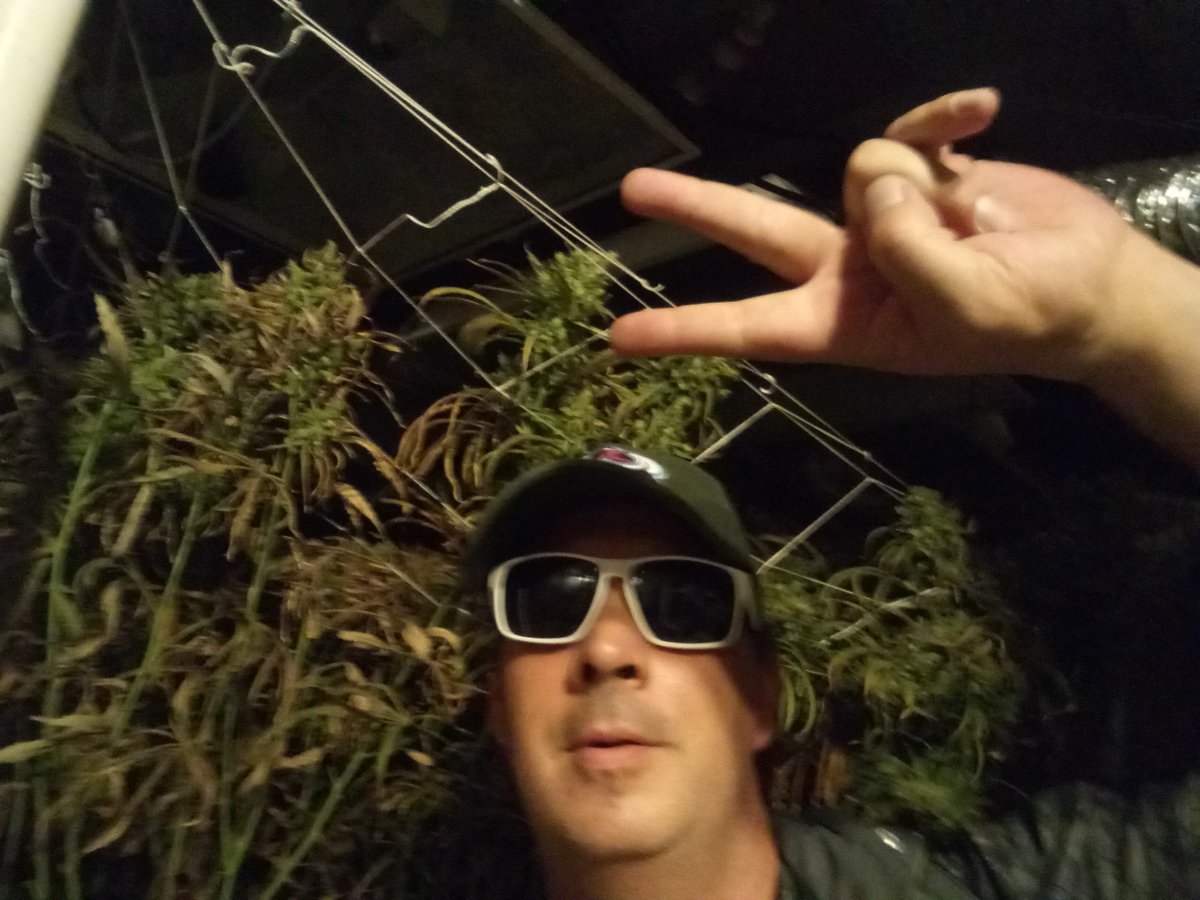 electricmed's tweet photo. Its Summer 2018 harvest time #GrowColorado #TellMeAStory 2018 #AlienLemon Lime #G13 #Grow @_jena4n @ngaio420 @ https://t.co/CQLXL62uad