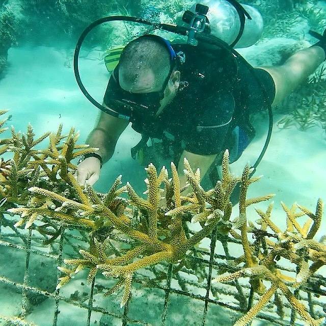 Puntacana Resort (@puntacanaresort) on Twitter photo Already know how to #dive? Do something more for our dear #bigblue 💙 As an effort between @BlueVisionAdventures and the <a href="/FundacionGPC/">Fundación GPC</a>, we're offering a special dive certification course to help save the staghorn coral population in the #CaribbeanSea🐠. ow.ly/ZQqL30lhav1 Already know how to #dive? Do something more for our dear #bigblue 💙 As an effort between @BlueVisionAdventures and the <a href="/FundacionGPC/">Fundación GPC</a>, we're offering a special dive certification course to help save the staghorn coral population in the #CaribbeanSea🐠. ow.ly/ZQqL30lhav1