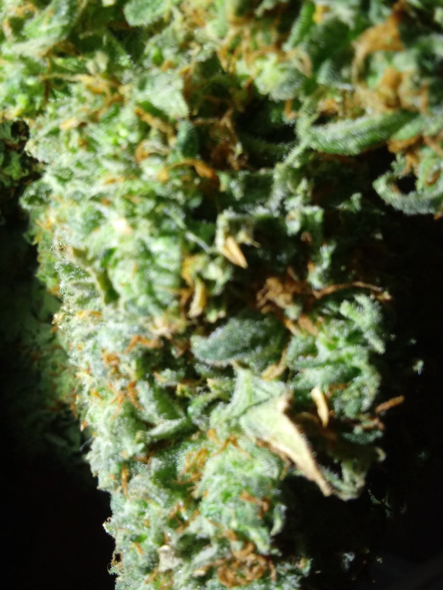 electricmed's tweet photo. Its Summer 2018 harvest time #GrowColorado #TellMeAStory 2018 #AlienLemon Lime #G13 #Grow @_jena4n @ngaio420 @ https://t.co/CQLXL62uad