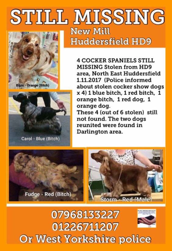 #findsixspaniels
❤️STORM IS HOME❤️

so happy 🐾🐾
He's going home to see CILLA so sad he can't play with BENTLEY 😪 
🌈RIP SWEET BENTLEY🌈 we will never forget you 
 💥welcome home STORM💥