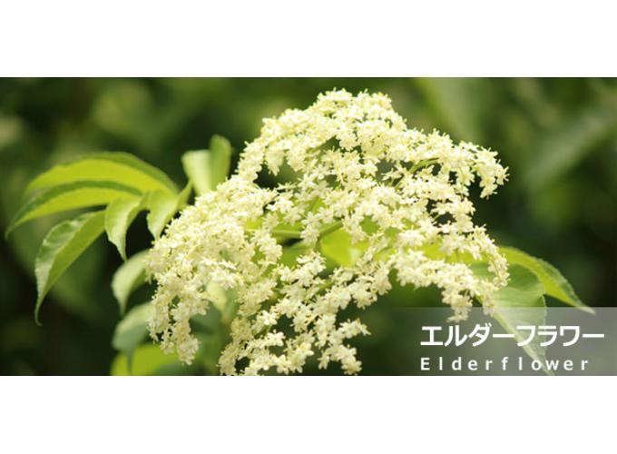 エルダーフラワーの効果 効能は 飲み方や注意点 シロップがおすすめ お食事ウェブマガジン グルメノート